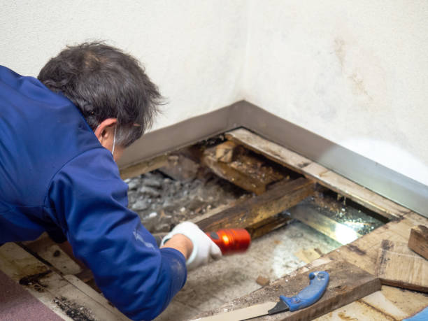 Best Office Mold Removal Services  in Lombard, IL