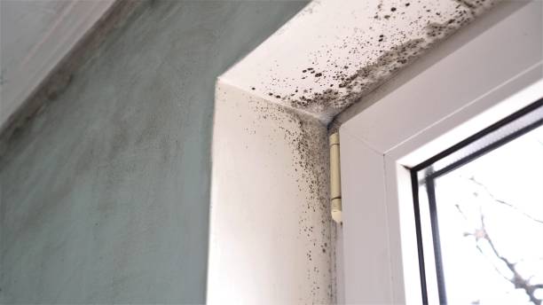 Best Mold Removal and Inspection  in Lombard, IL