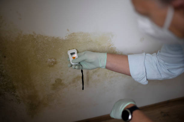 Mold Removal and Inspection in Lombard, IL