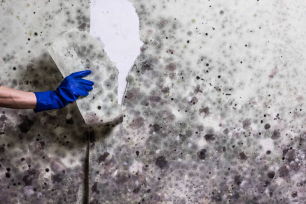 Certified Mold Removal in Lombard, IL
