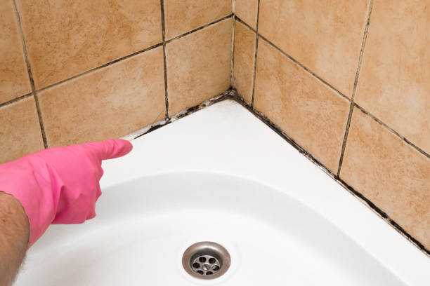Best Residential Mold Removal  in Lombard, IL