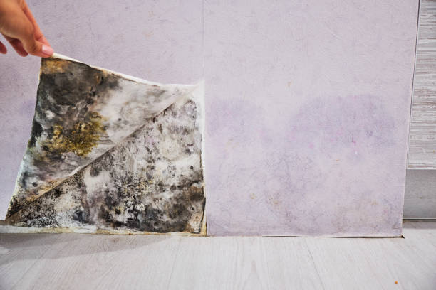 Best Emergency Mold Removal  in Lombard, IL